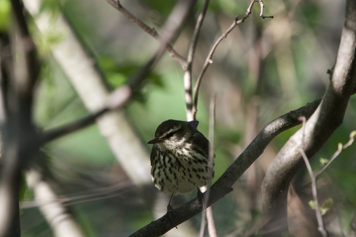 Northern Waterthrush - ML634662433