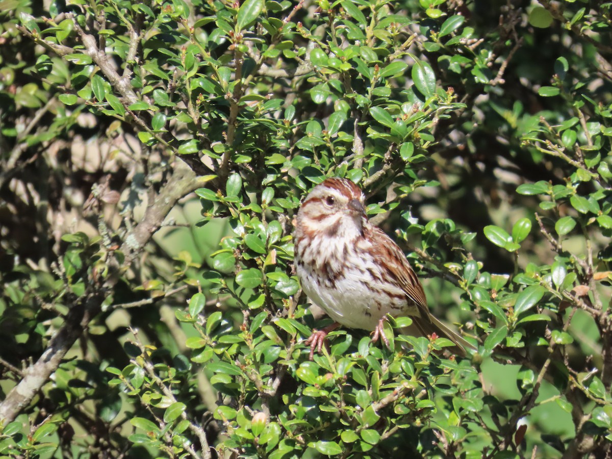 Song Sparrow - ML634662437
