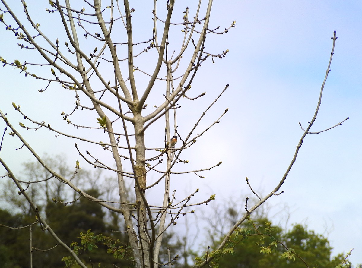 European Stonechat - ML634662445