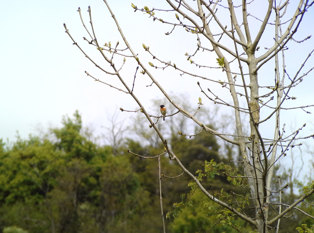 European Stonechat - ML634662446