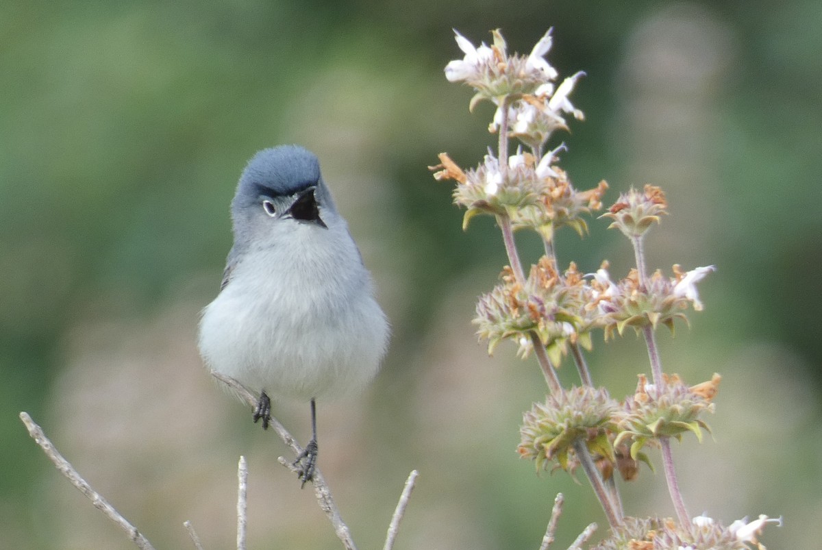 Blue-gray Gnatcatcher - ML634662466