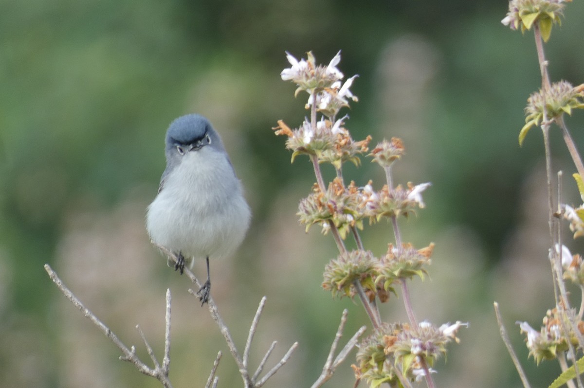 Blue-gray Gnatcatcher - ML634662468