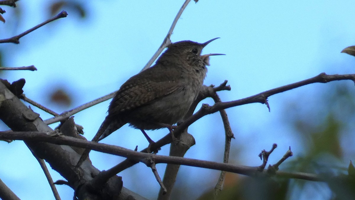Northern House Wren - ML634662512