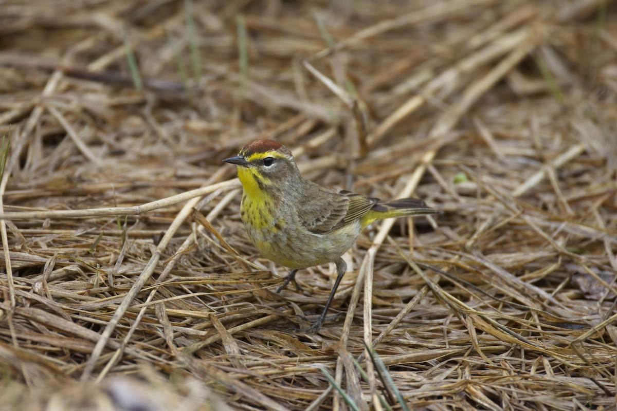 Palm Warbler - ML634662517