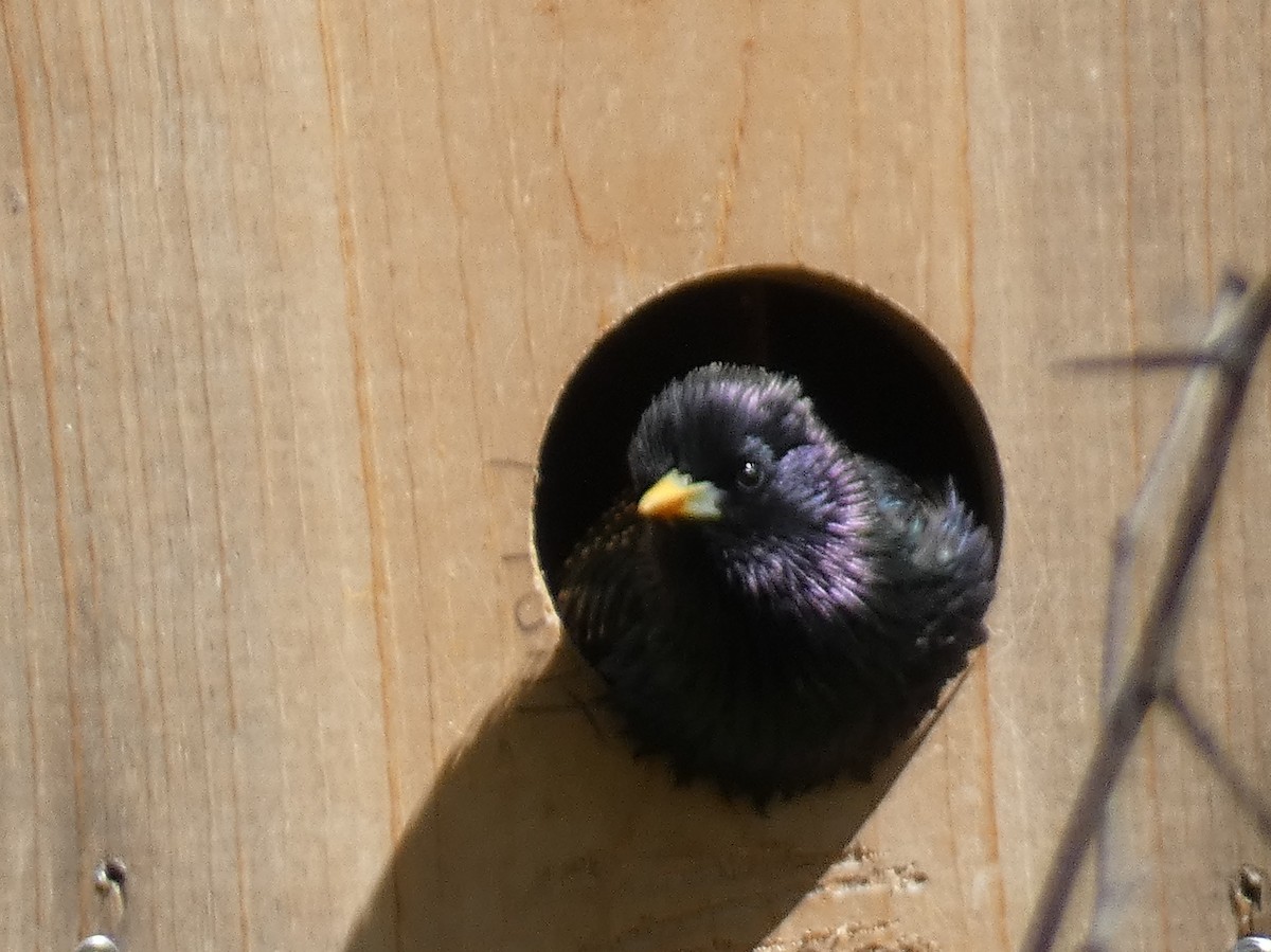 European Starling - ML634662527