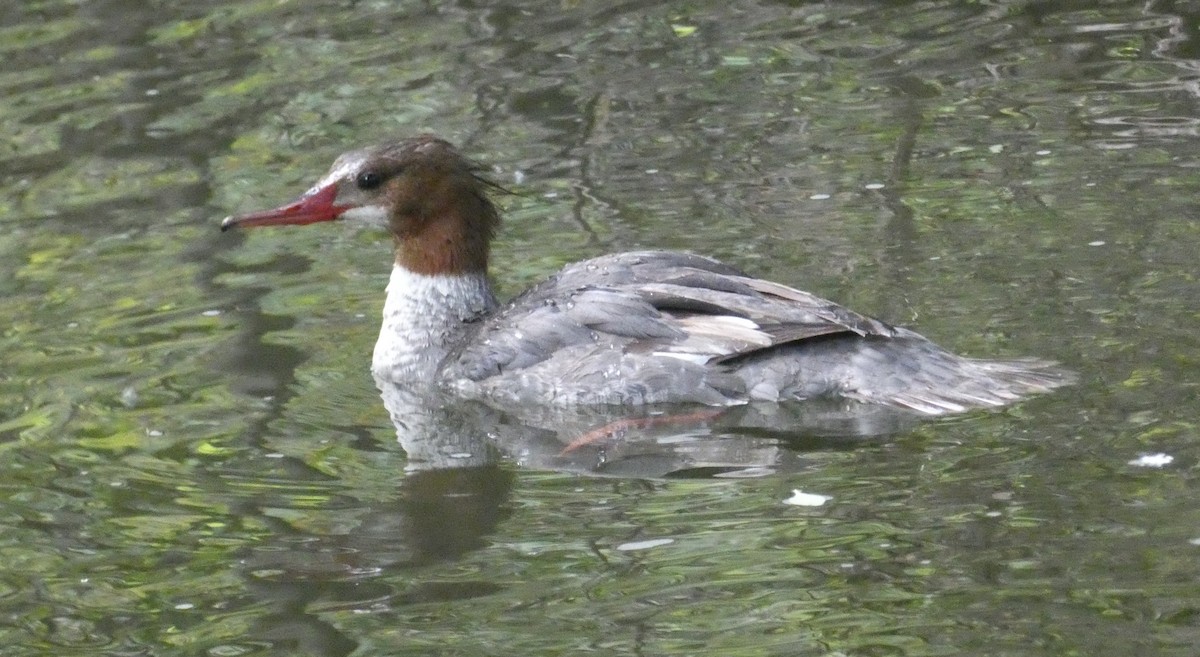 Common Merganser - ML634662570
