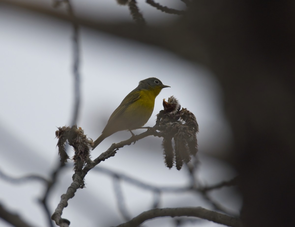 Nashville Warbler - ML634662587
