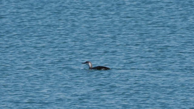 Plongeon catmarin - ML634662710