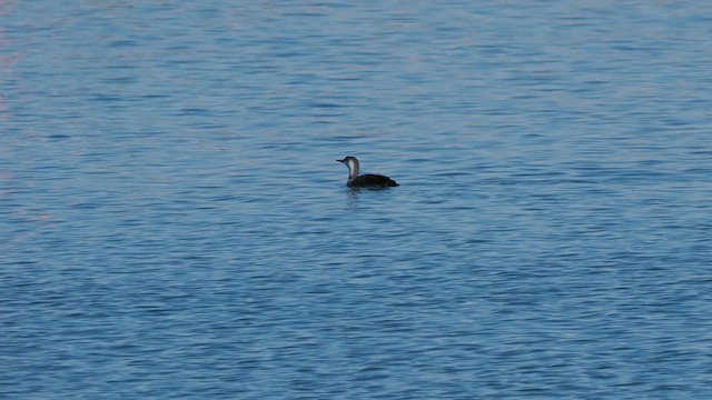 Plongeon catmarin - ML634662732