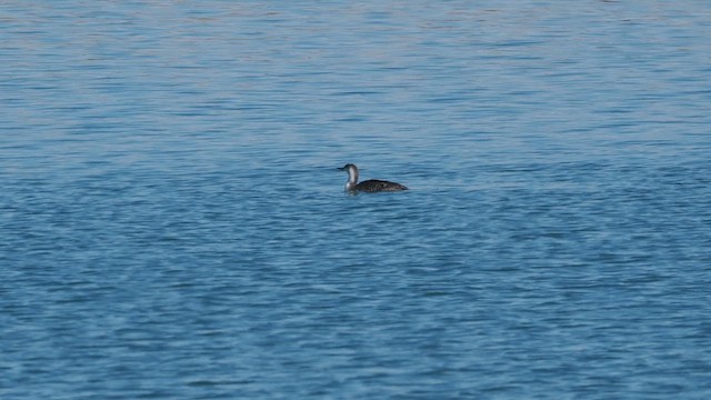 Plongeon catmarin - ML634662756