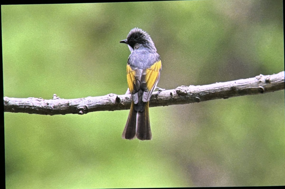 Ashy Bulbul - ML634662800