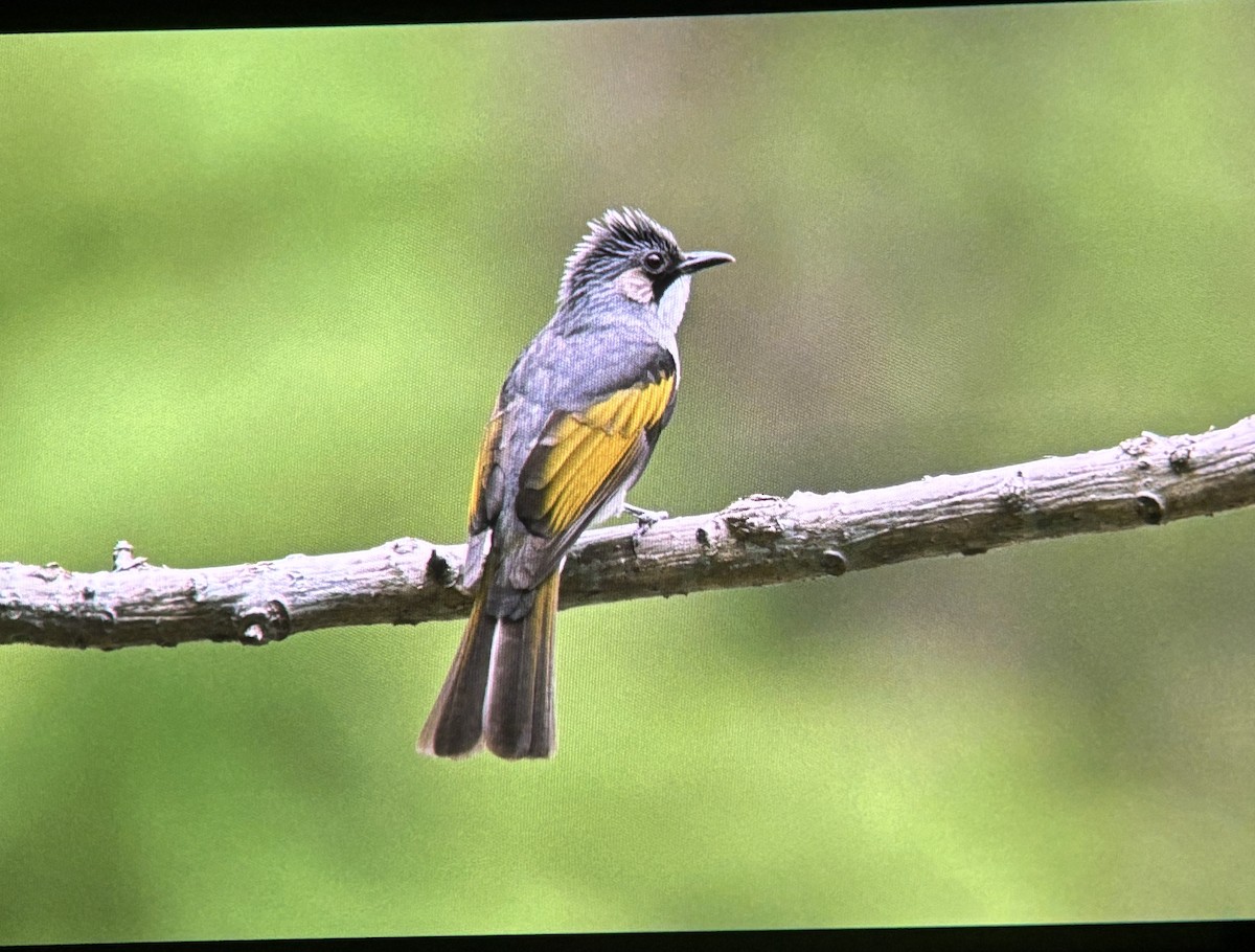 Ashy Bulbul - ML634662801