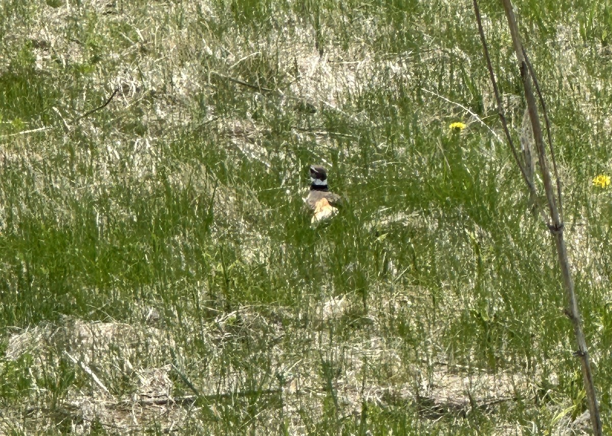 Killdeer - ML634662802