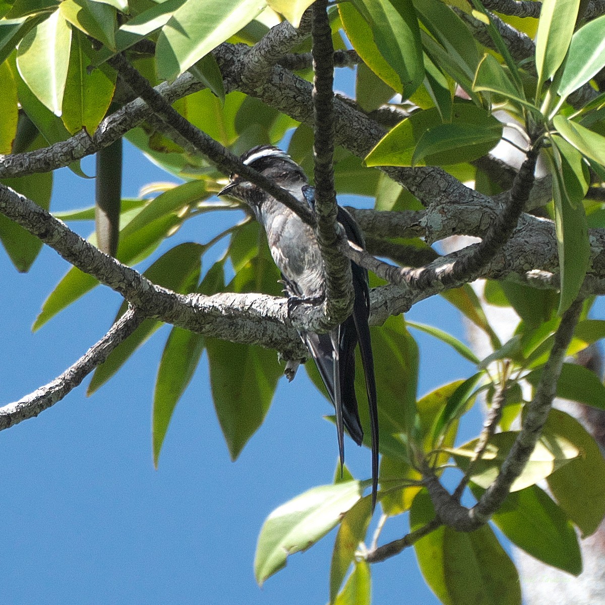 Moustached Treeswift - ML634662842