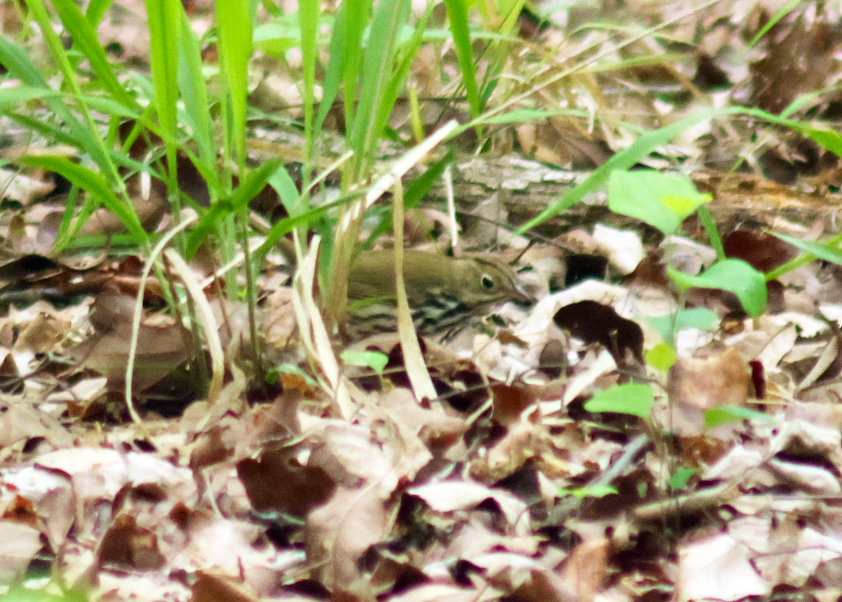 Ovenbird - ML634662854