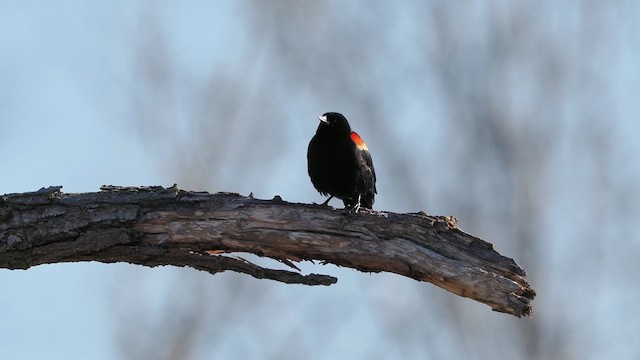Red-winged Blackbird (Red-winged) - ML634662867