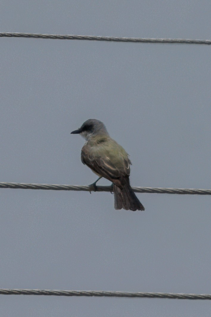 Snowy-throated Kingbird - ML634662904