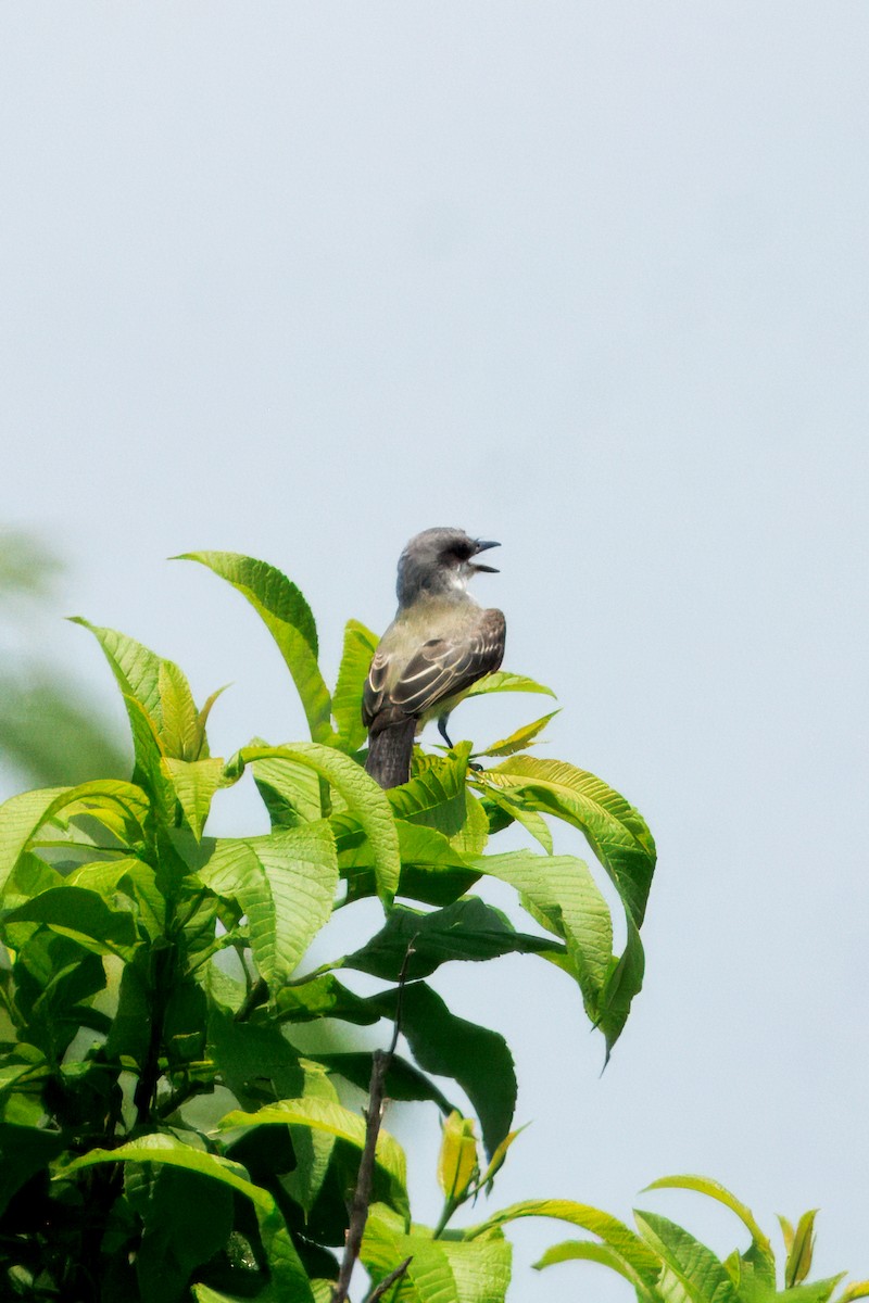 Snowy-throated Kingbird - ML634662905