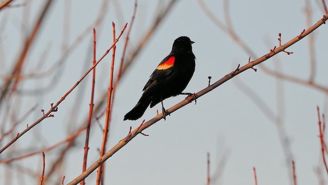 Red-winged Blackbird (Red-winged) - ML634662936