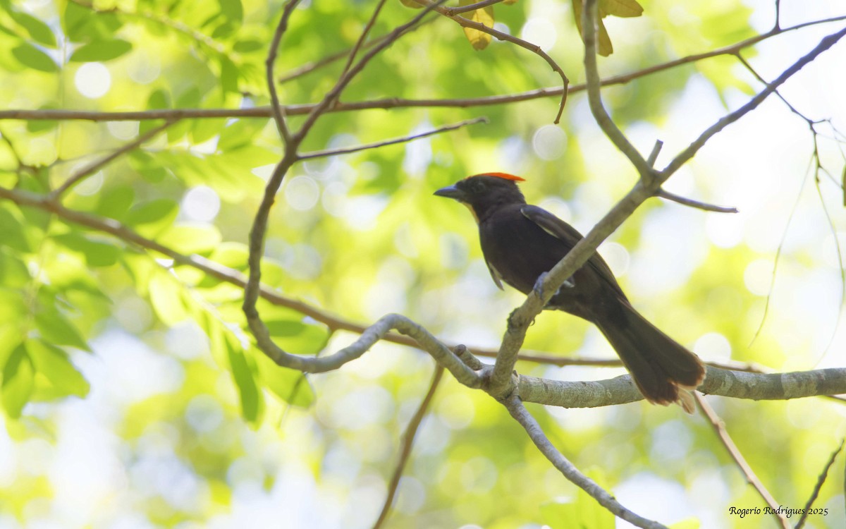 Flame-crested Tanager (Flame-crested) - ML634662937