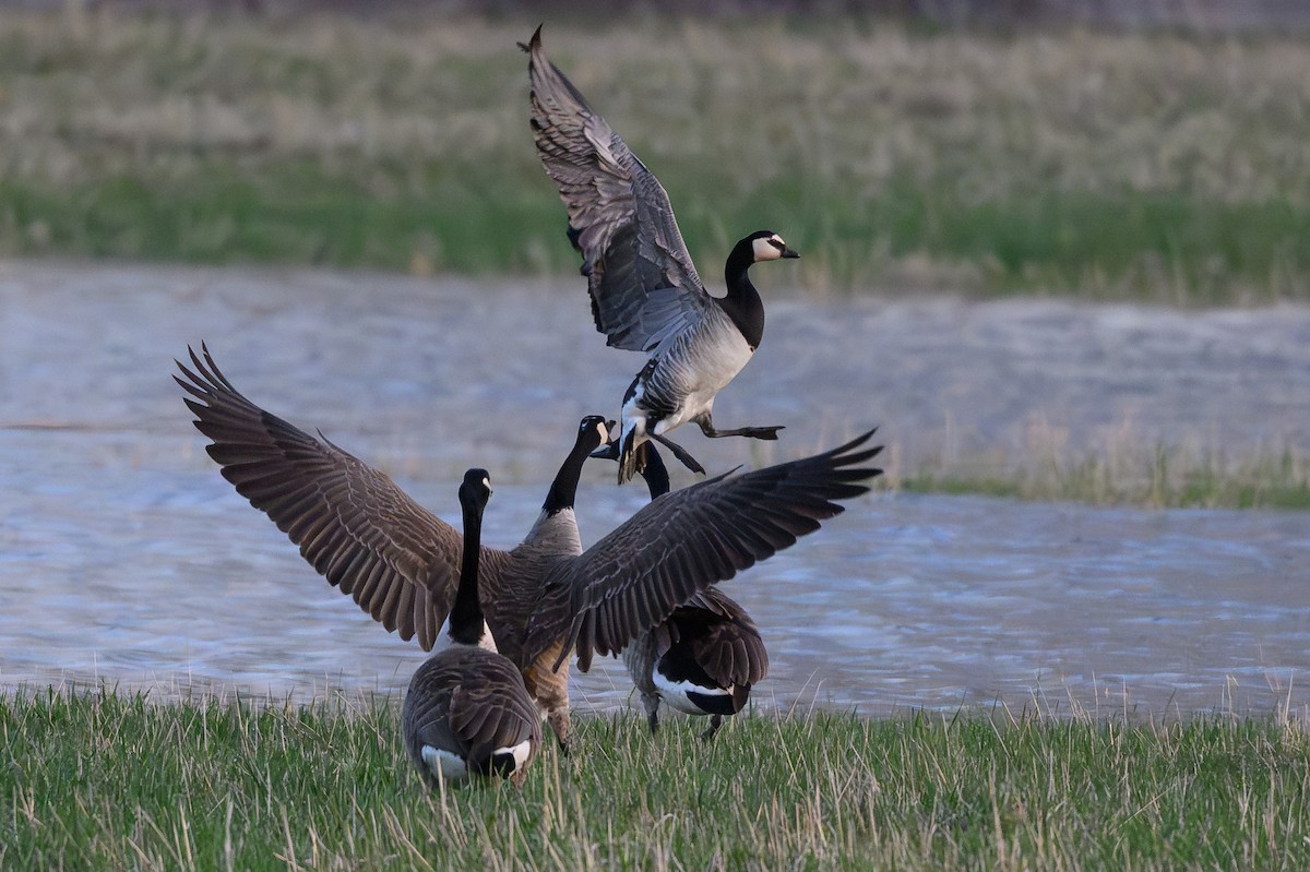 Barnacle Goose - ML634663184