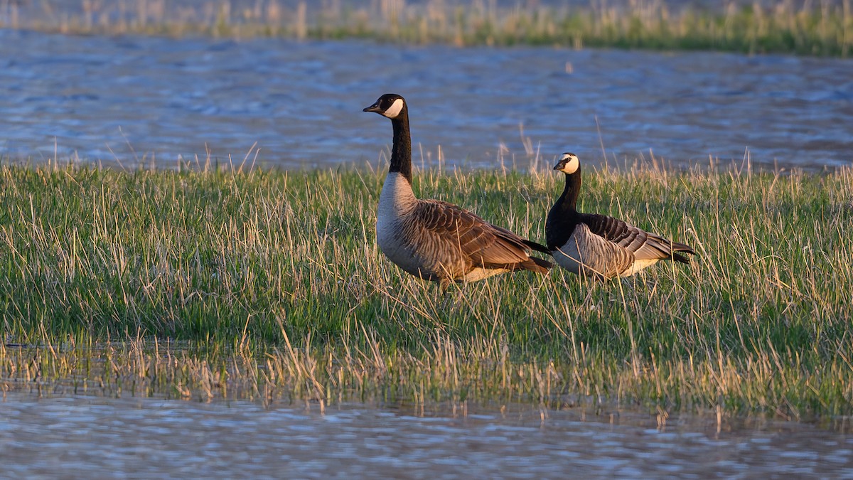 Barnacle Goose - ML634663185