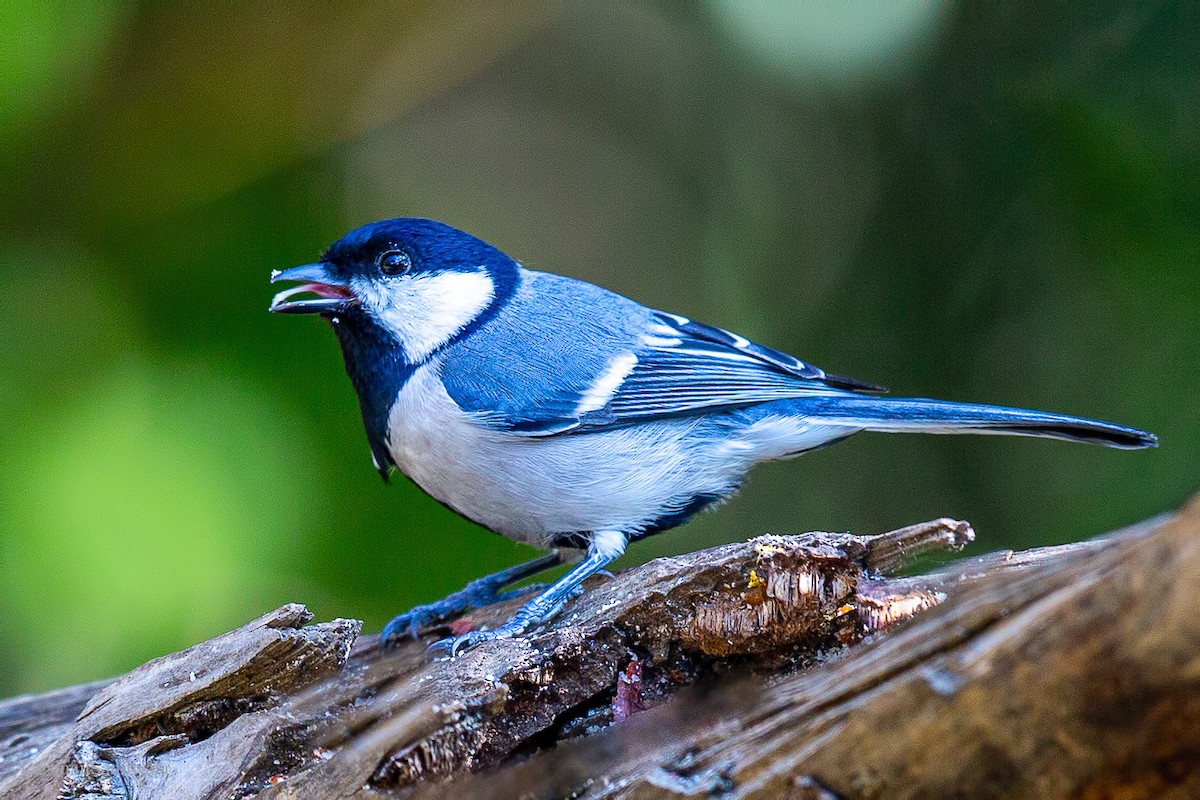 Asian Tit (Cinereous) - ML634663237