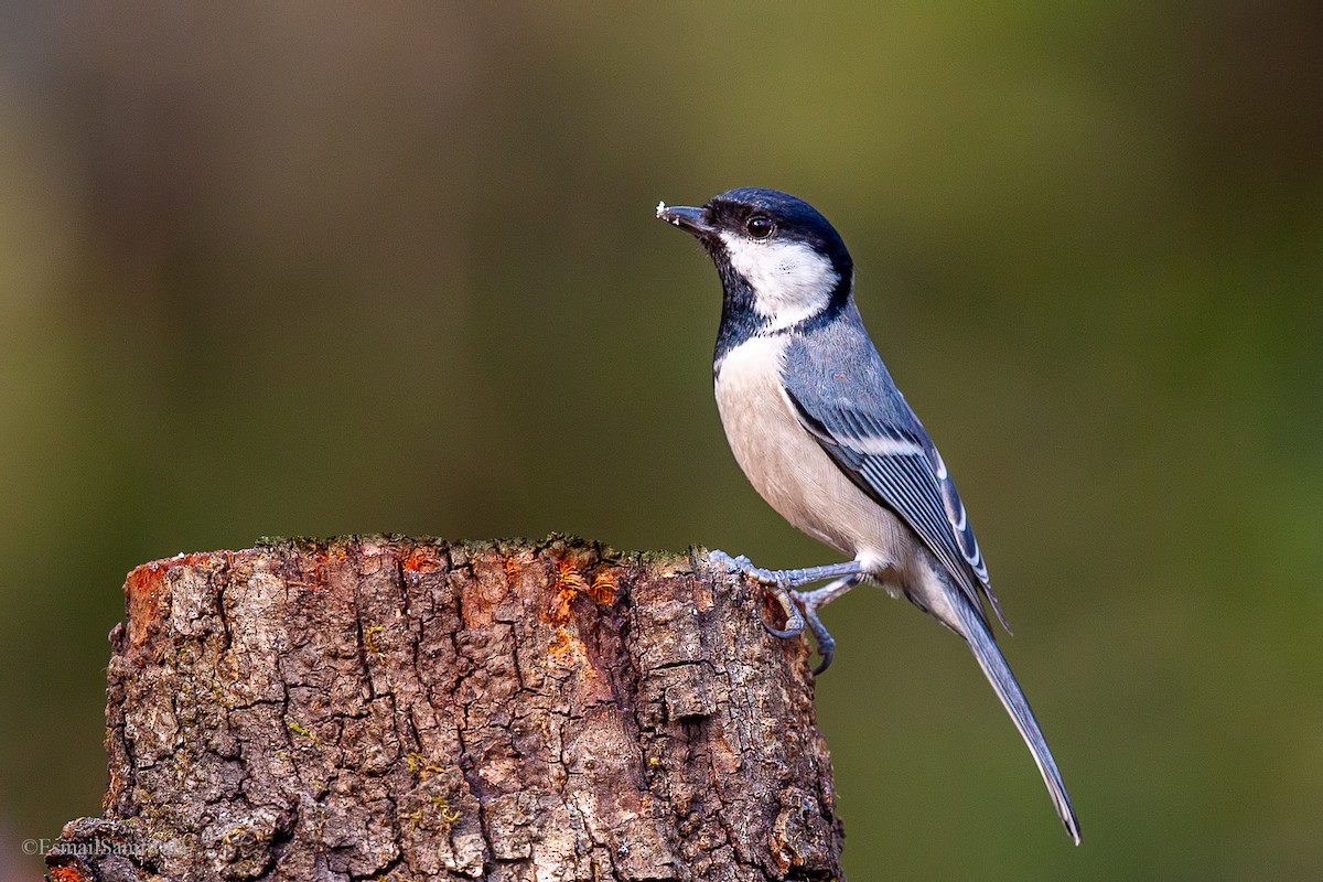 Asian Tit (Cinereous) - ML634663238