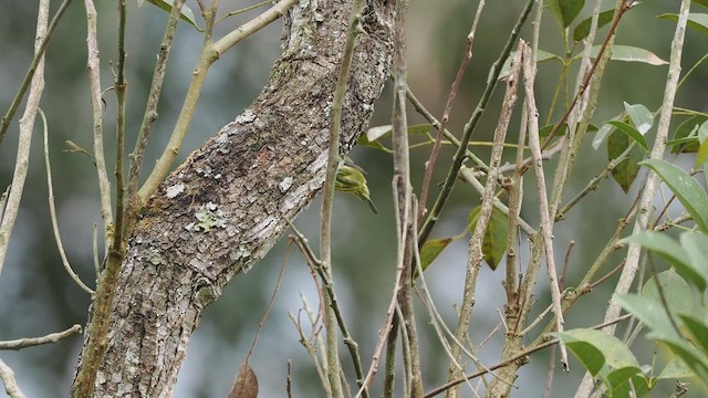 Coppersmith Barbet - ML634663326