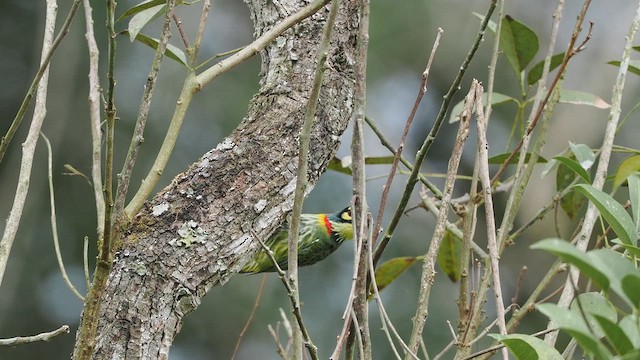 Coppersmith Barbet - ML634663341