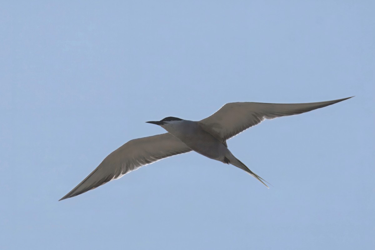 White-cheeked Tern - ML634663468