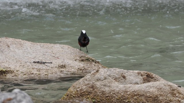 Халзан гал сүүлт - ML634663535