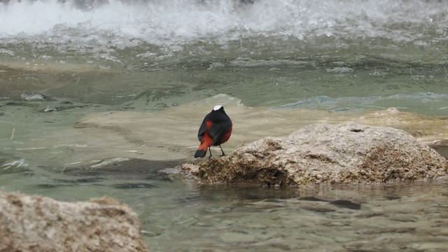 Халзан гал сүүлт - ML634663628