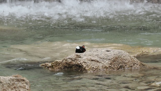 Халзан гал сүүлт - ML634663639