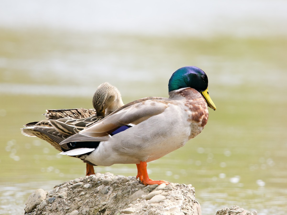 マガモ - ML634663749