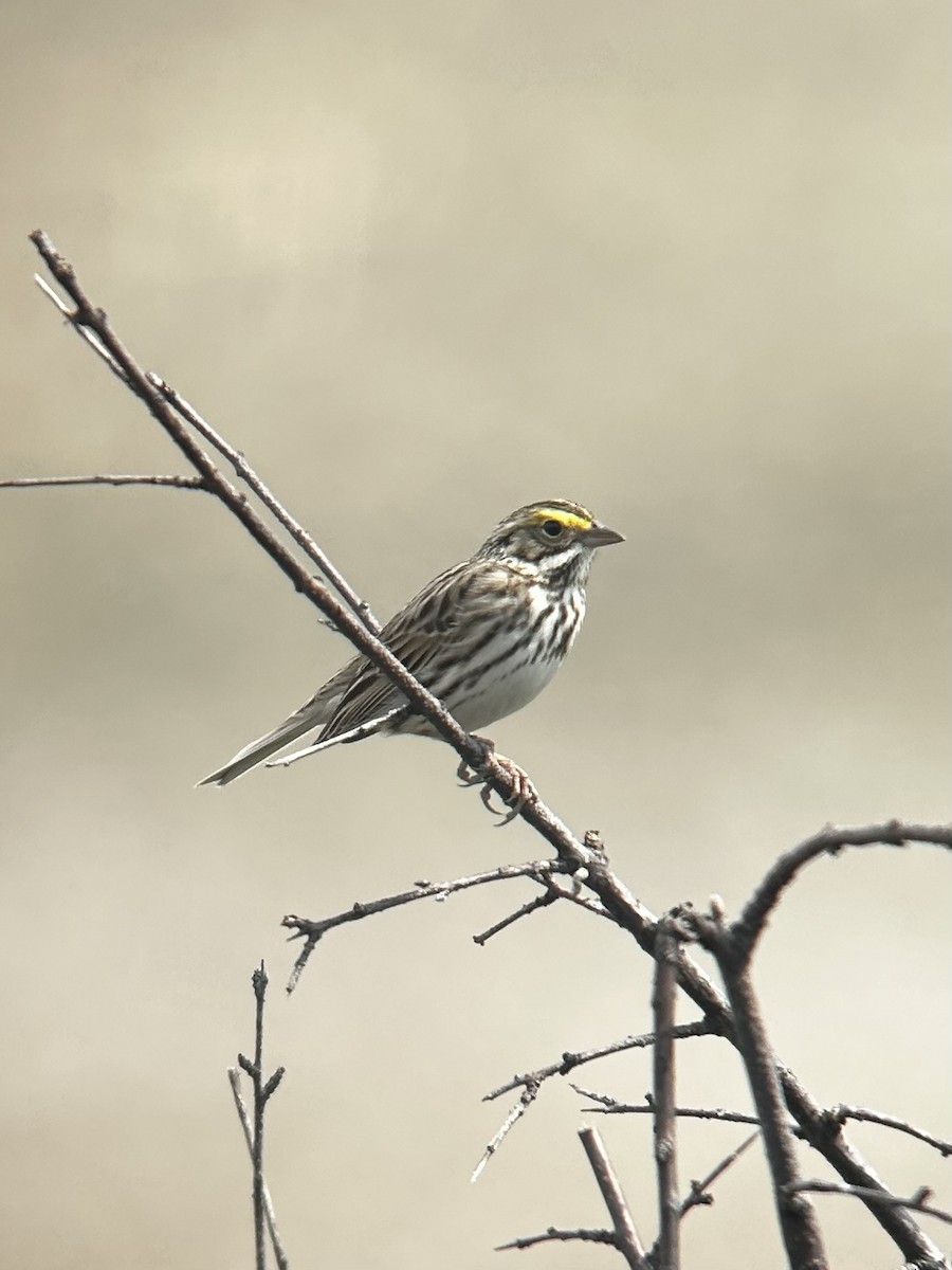 strnadec luční - ML634663839