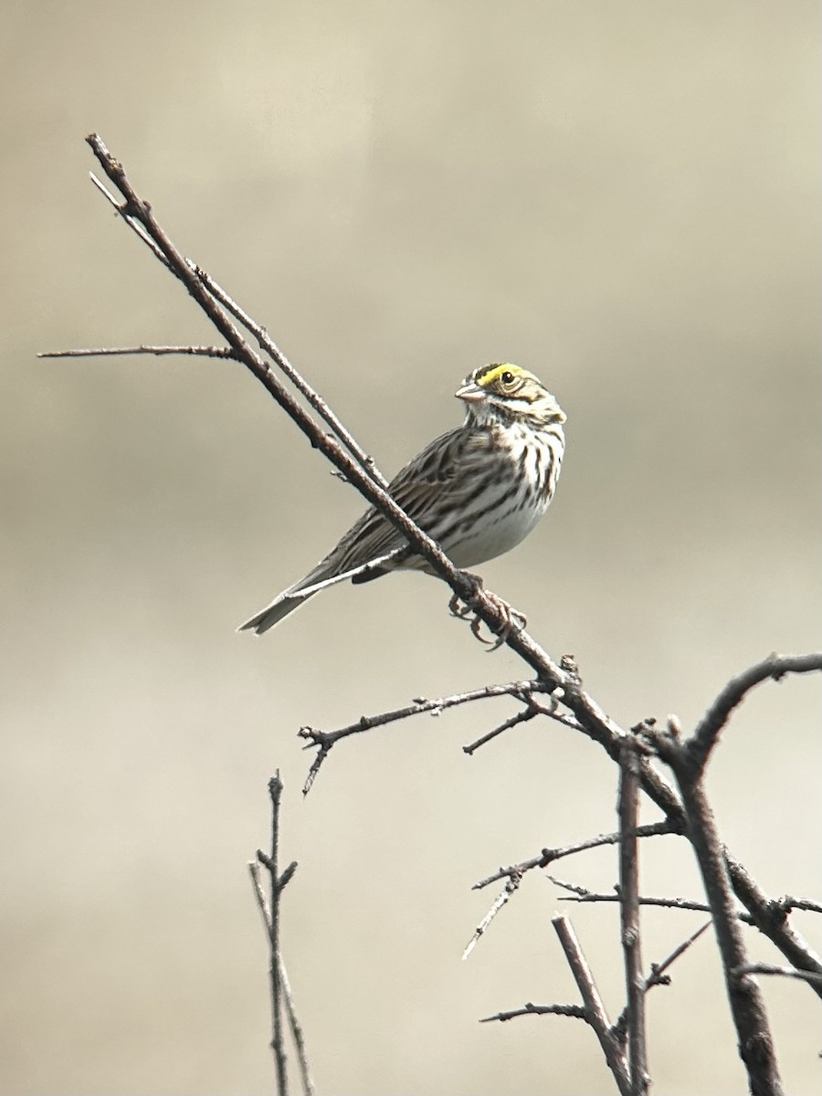 strnadec luční - ML634663840