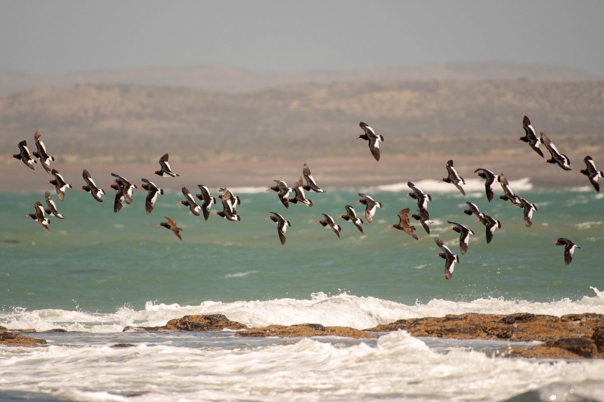 Magellanic Oystercatcher - ML634663863
