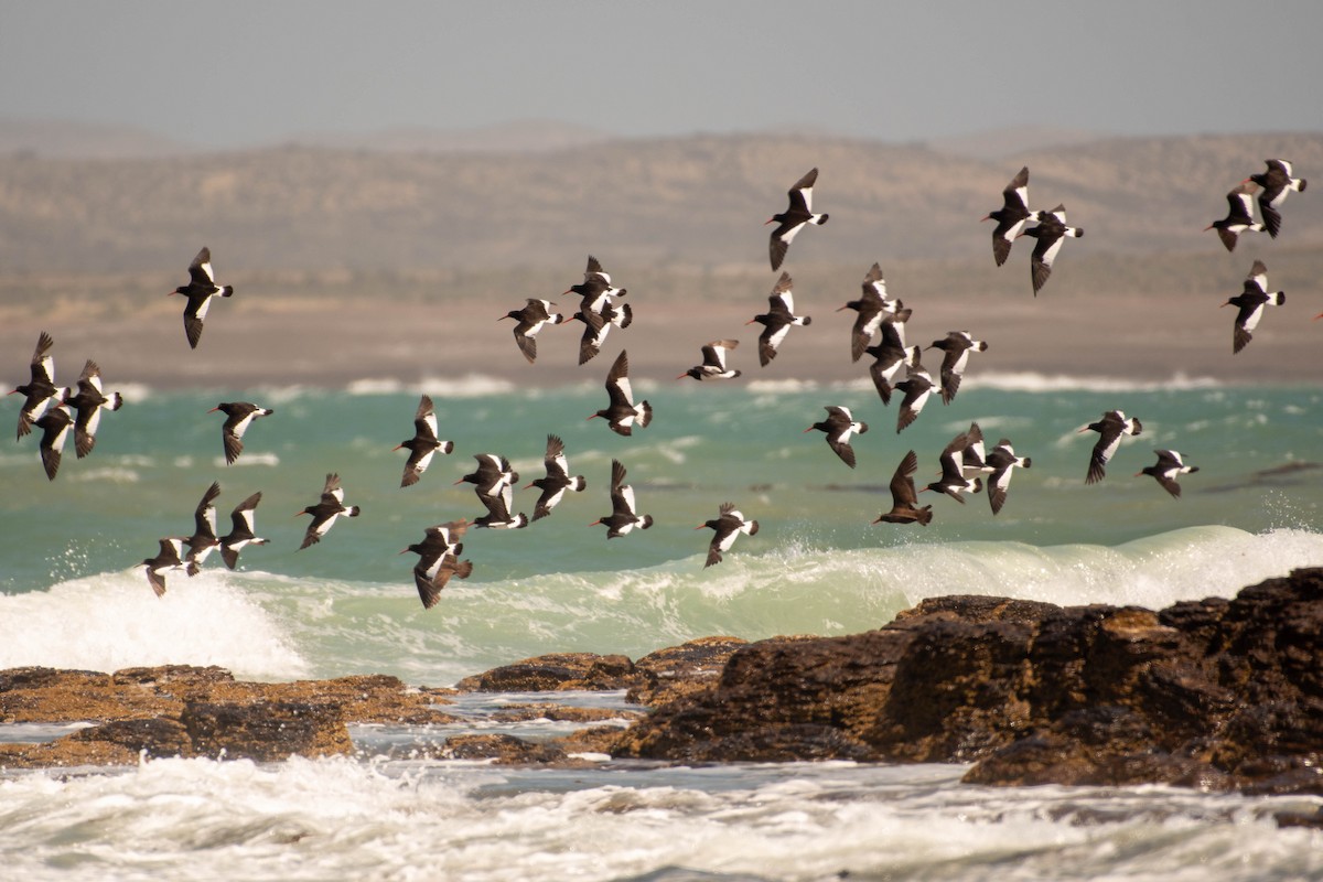 Magellanic Oystercatcher - ML634663864