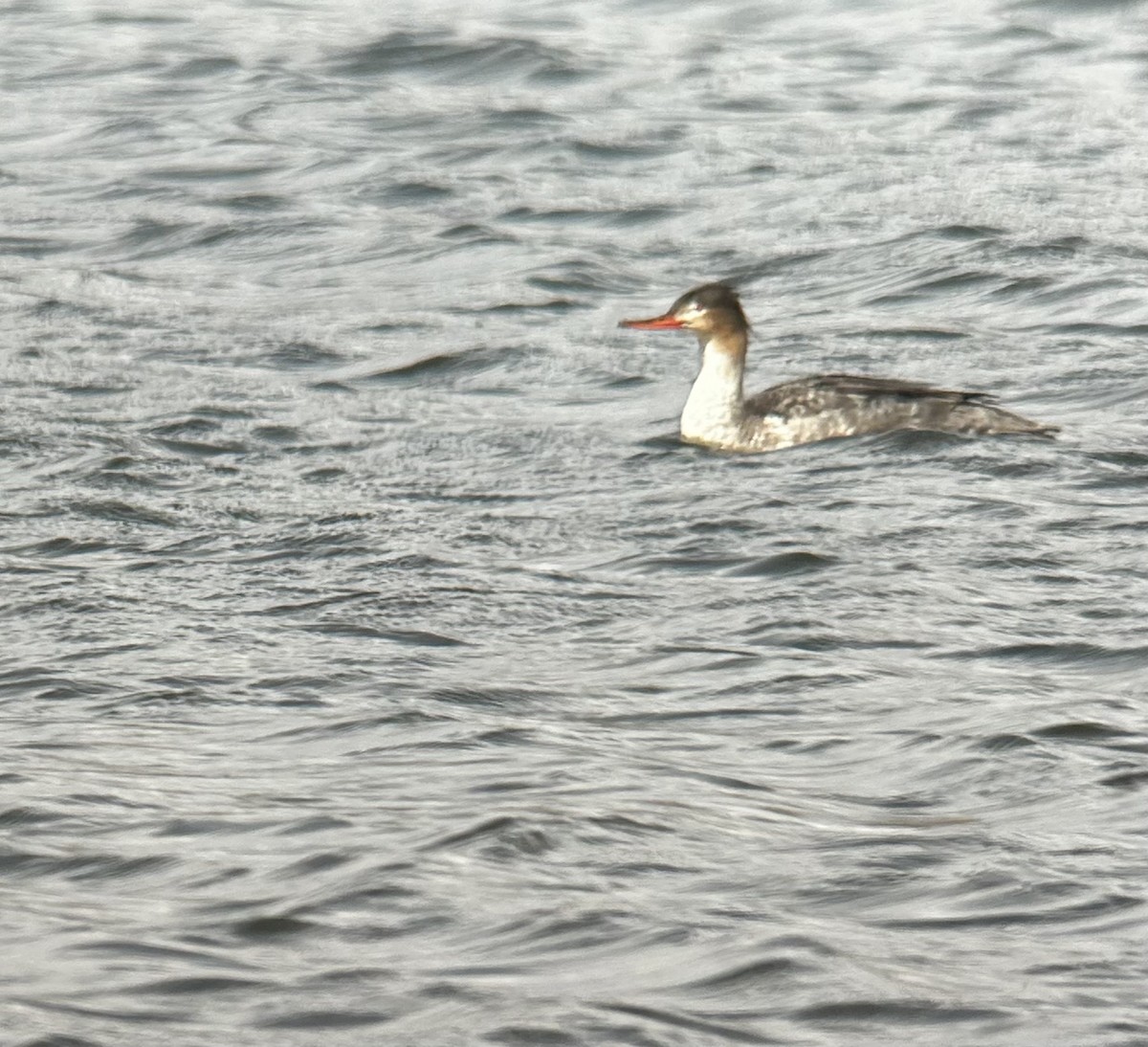 morčák prostřední - ML634663900