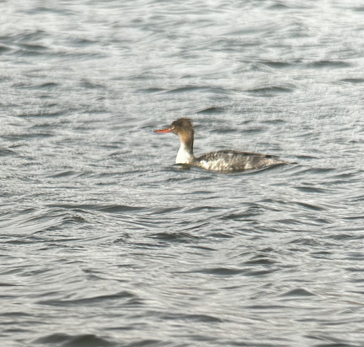 morčák prostřední - ML634663901