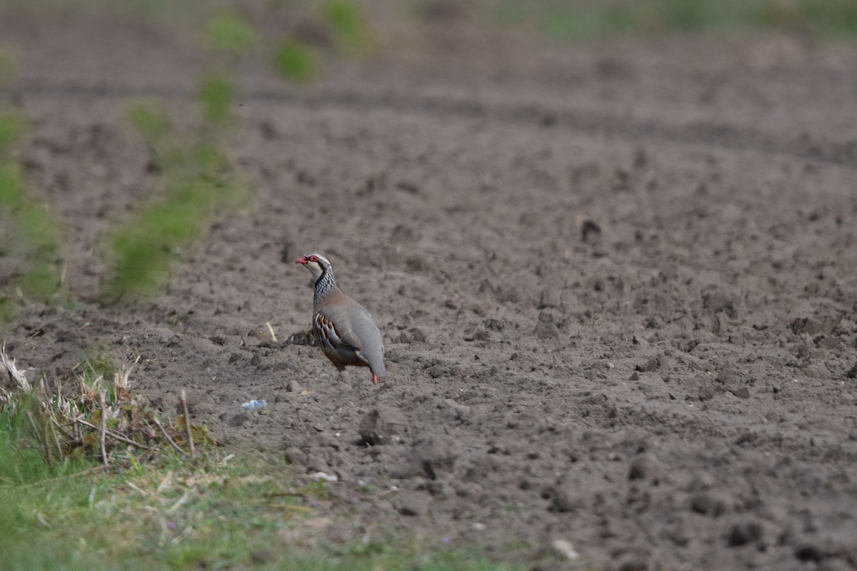 Red-legged Partridge - ML634663948