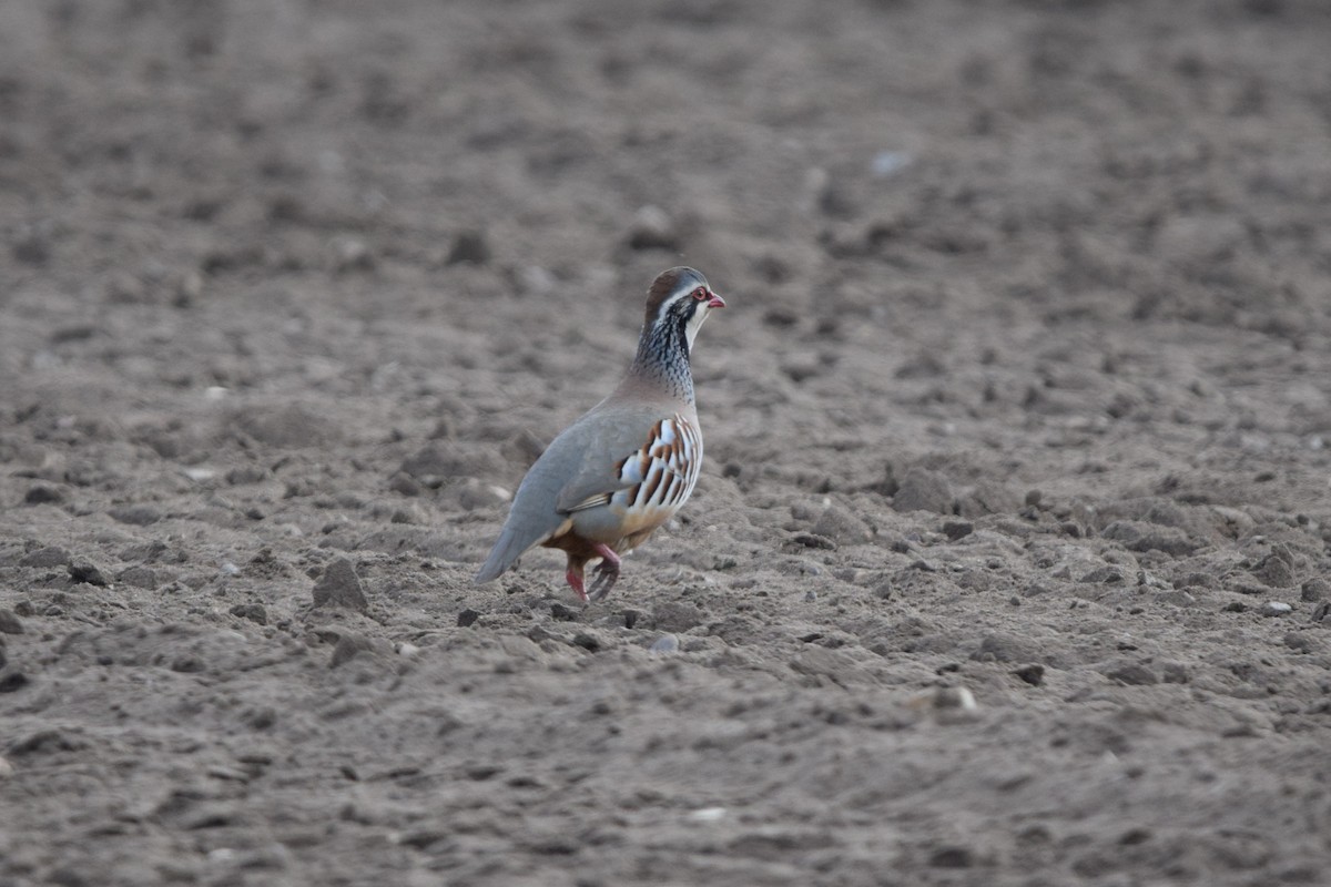 Red-legged Partridge - ML634663974