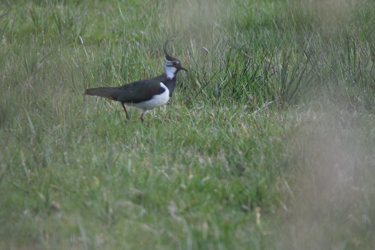 Northern Lapwing - ML634664009