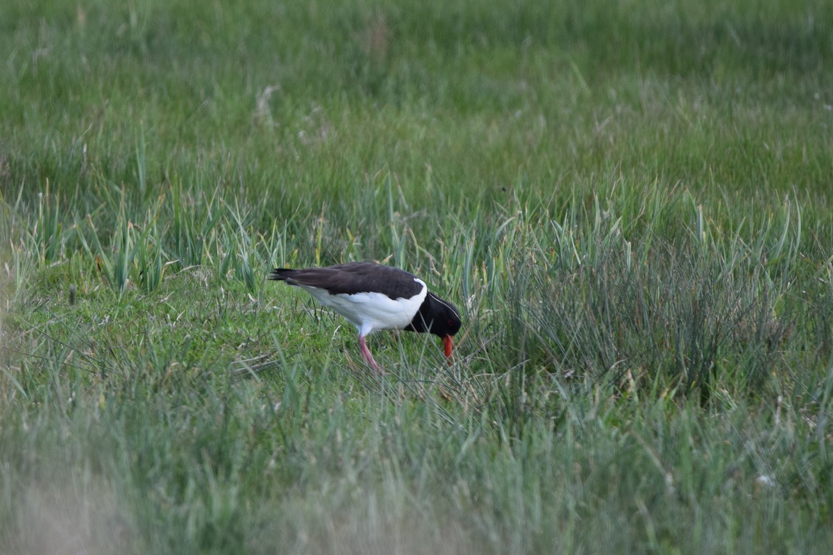 Eurasian Oystercatcher - ML634664050