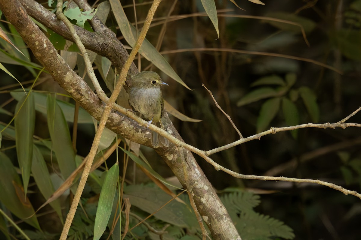 Drab-breasted Pygmy-Tyrant - ML634664098