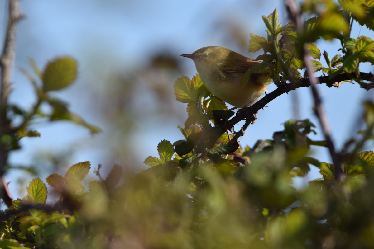 Sedge Warbler - ML634664145