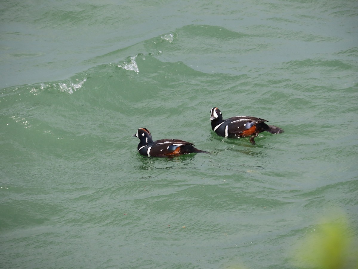 Harlequin Duck - ML634664174
