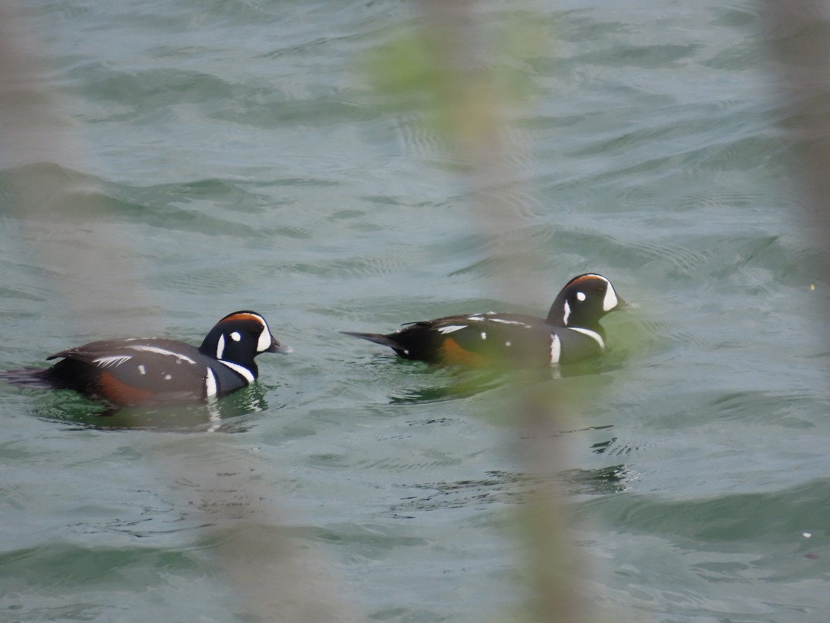 Harlequin Duck - ML634664182