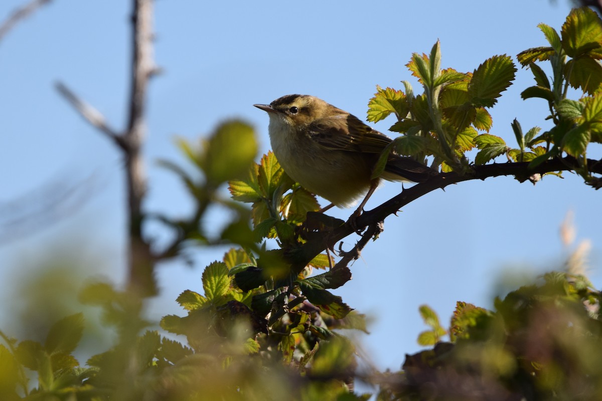 Sedge Warbler - ML634664198